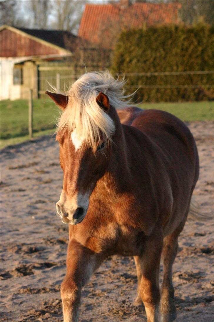 Haflinger Manito tidl hest - look at me.  billede 3