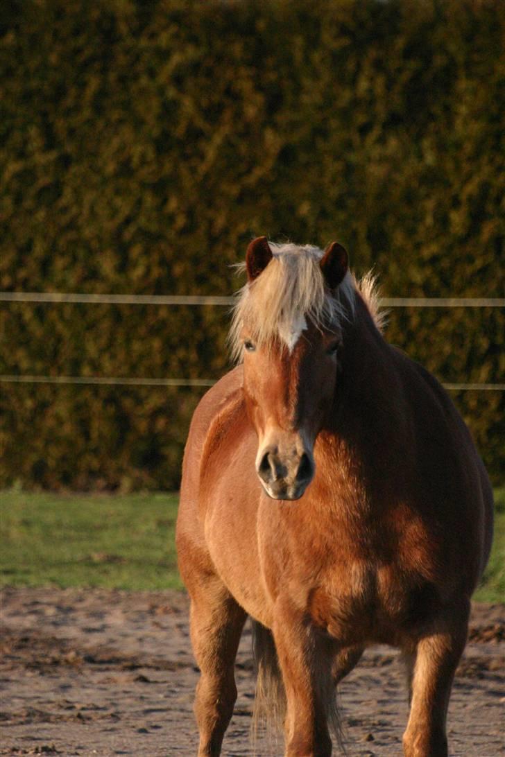 Haflinger Manito tidl hest - hey hvad sker der derovre??? billede 4
