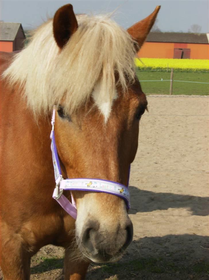 Haflinger Manito tidl hest - yo damer se mig. billede 5