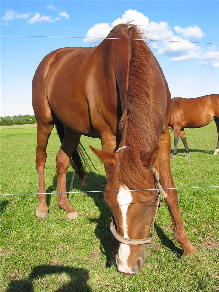 Fuldblod (XX) Madrilenjo - Nyder livet på en dejlig sommerdag billede 1