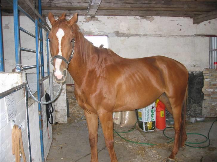 Fuldblod (XX) Madrilenjo - Da jeg købte ham i 2005 billede 2