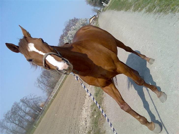 Fuldblod (XX) Madrilenjo - Gå tur på markvejen billede 3