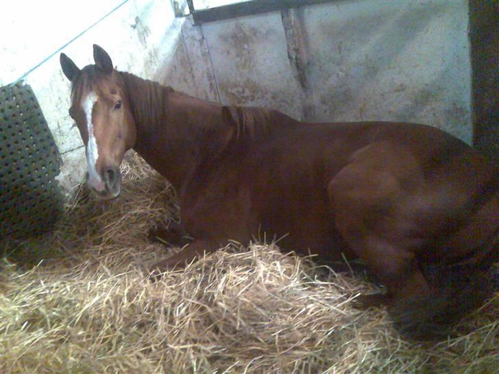 Fuldblod (XX) Madrilenjo - MEGET træt.. billede 4