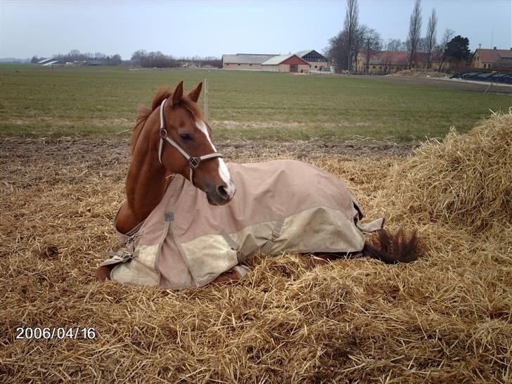Fuldblod (XX) Madrilenjo - Blev lige træt på folden billede 5