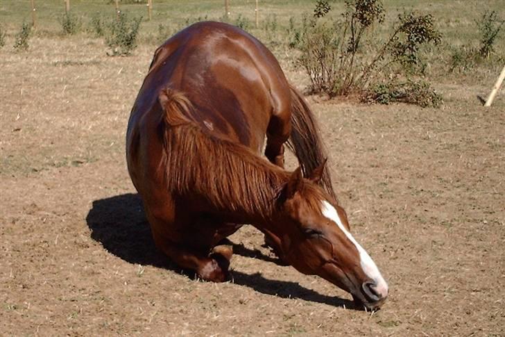 Fuldblod (XX) Madrilenjo - En lille rulletur billede 6