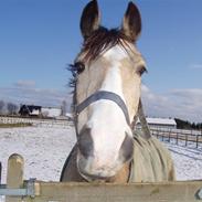 Welsh Cob (sec D) Kimberly <3