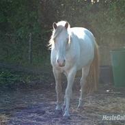 Knabstrupper Marengo *solgt*