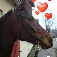 Arabisk fuldblod (OX) Aron 