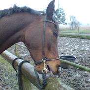 Arabisk fuldblod (OX) Aron 