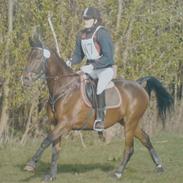 Arabisk fuldblod (OX) Aron 