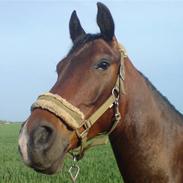 Arabisk fuldblod (OX) Aron 