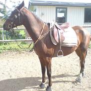 Arabisk fuldblod (OX) Aron 