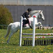 Connemara Hesteklewa Wedgewood