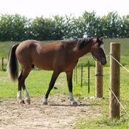 Welsh Mountain (sec A) Assemoses Dondee "Solgt"