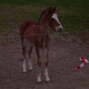 Welsh Mountain (sec A) Assemoses Dondee "Solgt"