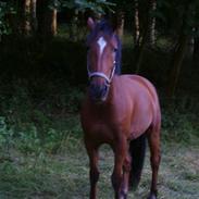 Welsh Cob (sec D) Rambo(solgt)