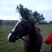 Anden særlig race Shanell - *solgt* :'(