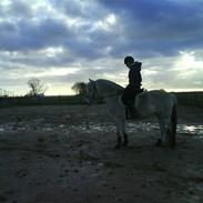 Fjordhest Freja solgt