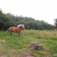 Tyroler Haflinger partner