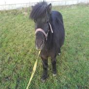 Shetlænder Kenzo død :'( 