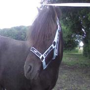 Shetlænder Kenzo død :'( 