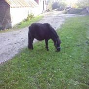 Shetlænder Kenzo død :'( 