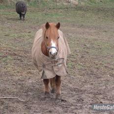 Anden særlig race Lyn Star - R.I.P