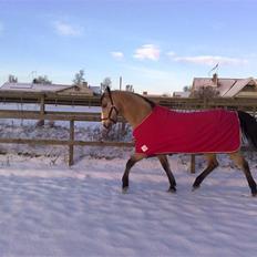 Welsh Cob (sec D) Kimberly <3
