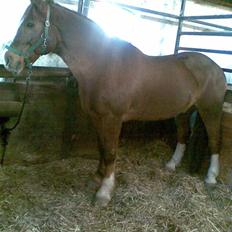 Anden særlig race Boris (Hvor er du!? )