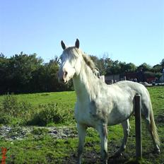 Knabstrupper Marengo *solgt*