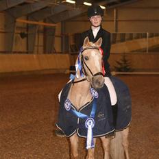 Tysk Sportspony Golden Starlight SOLGT