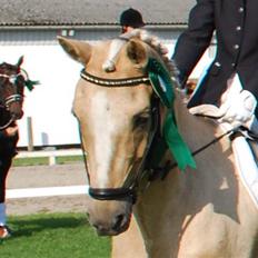 Tysk Sportspony Golden Starlight SOLGT