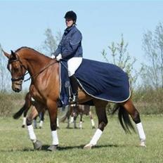 Dansk Varmblod Engdal´s Karisma