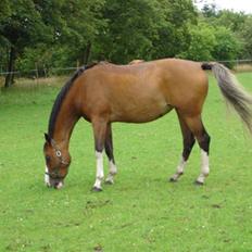 Dansk Varmblod Carmen R.I.P