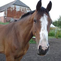 Dansk Varmblod Carmen R.I.P