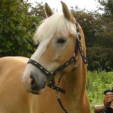 Tyroler Haflinger Nocturne Lundgaard