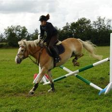 Tyroler Haflinger Nocturne Lundgaard