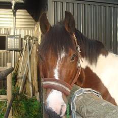 Anden særlig race Prinsen † SAVNET ;'(