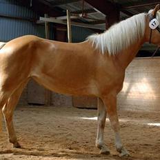 Haflinger kogle solgt