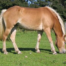 Haflinger kogle solgt