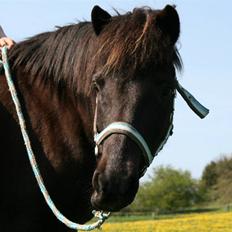 Islænder Fjöður fra Hvíteyrum