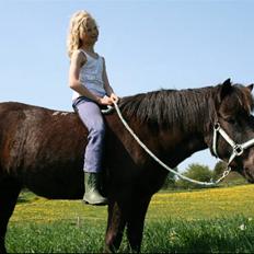 Islænder Fjöður fra Hvíteyrum