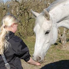 Dansk Varmblod Corona <3