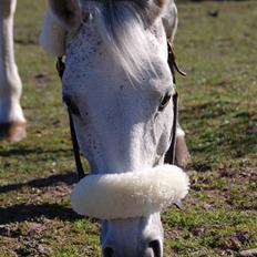 Dansk Varmblod Corona <3