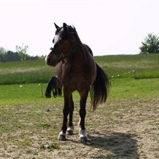 Welsh Mountain (sec A) Assamoses Bobby
