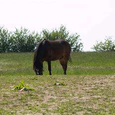Welsh Mountain (sec A) Assamoses Bobby