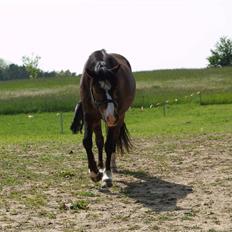Welsh Mountain (sec A) Assamoses Bobby