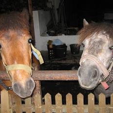 Shetlænder Kasper (solgt)