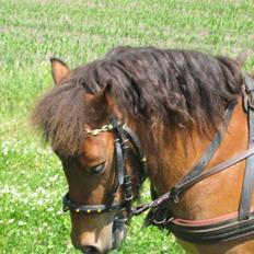 Shetlænder Kasper (solgt)