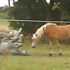 Lipizzaner Farvory Figuras